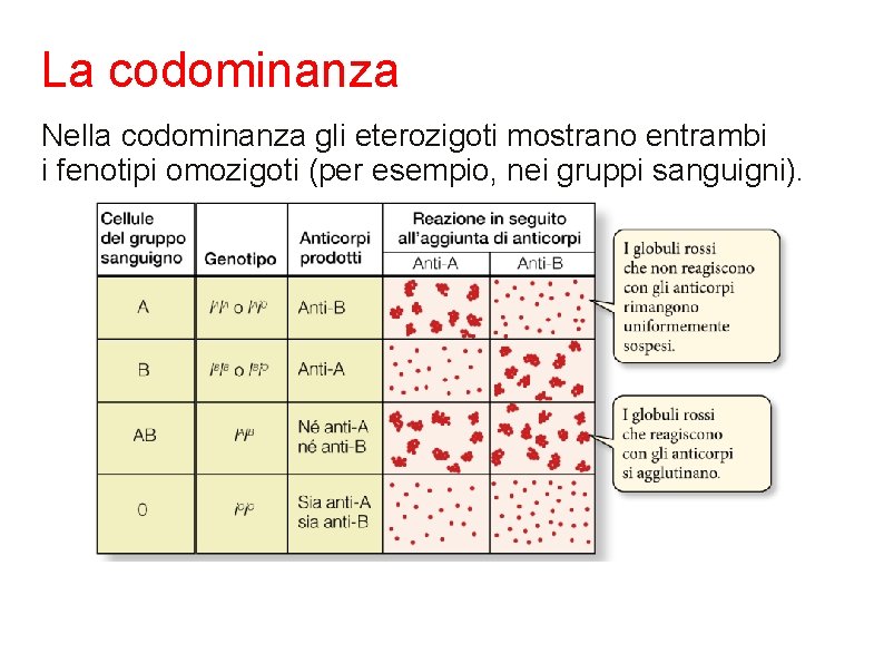 La codominanza Nella codominanza gli eterozigoti mostrano entrambi i fenotipi omozigoti (per esempio, nei