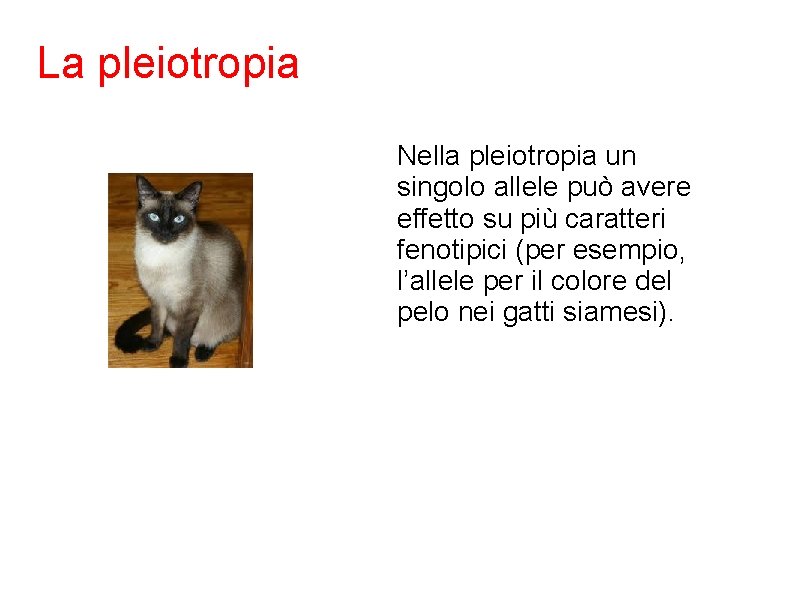 La pleiotropia Nella pleiotropia un singolo allele può avere effetto su più caratteri fenotipici