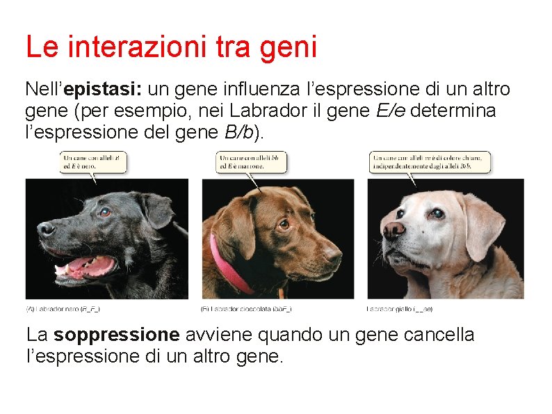 Le interazioni tra geni Nell’epistasi: un gene influenza l’espressione di un altro gene (per