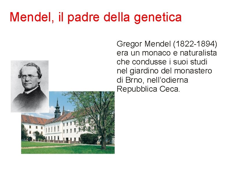 Mendel, il padre della genetica Gregor Mendel (1822 -1894) era un monaco e naturalista