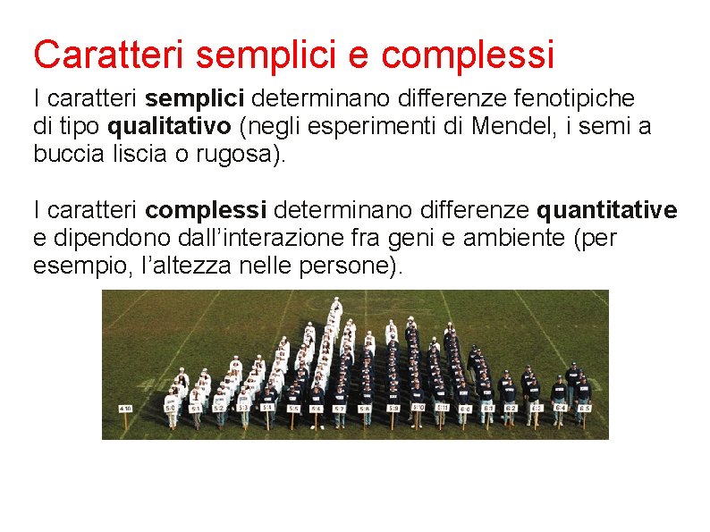 Caratteri semplici e complessi I caratteri semplici determinano differenze fenotipiche di tipo qualitativo (negli