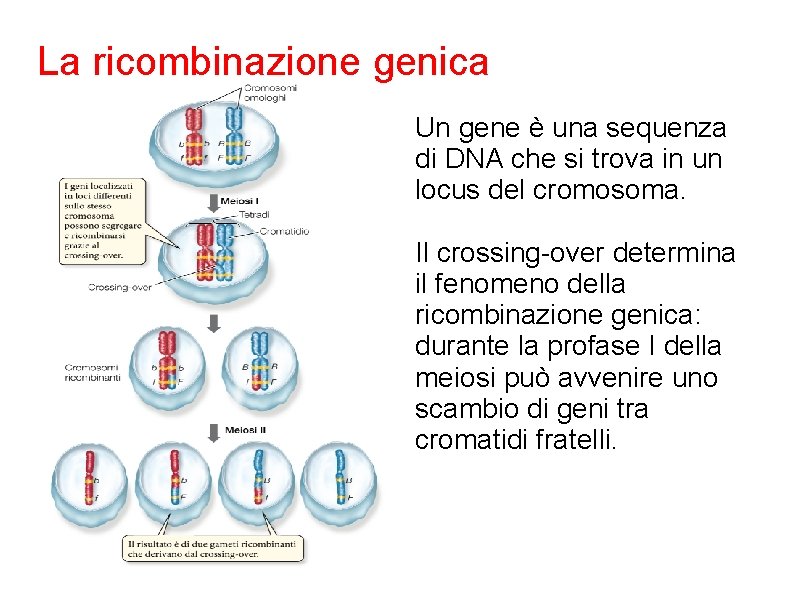 La ricombinazione genica Un gene è una sequenza di DNA che si trova in