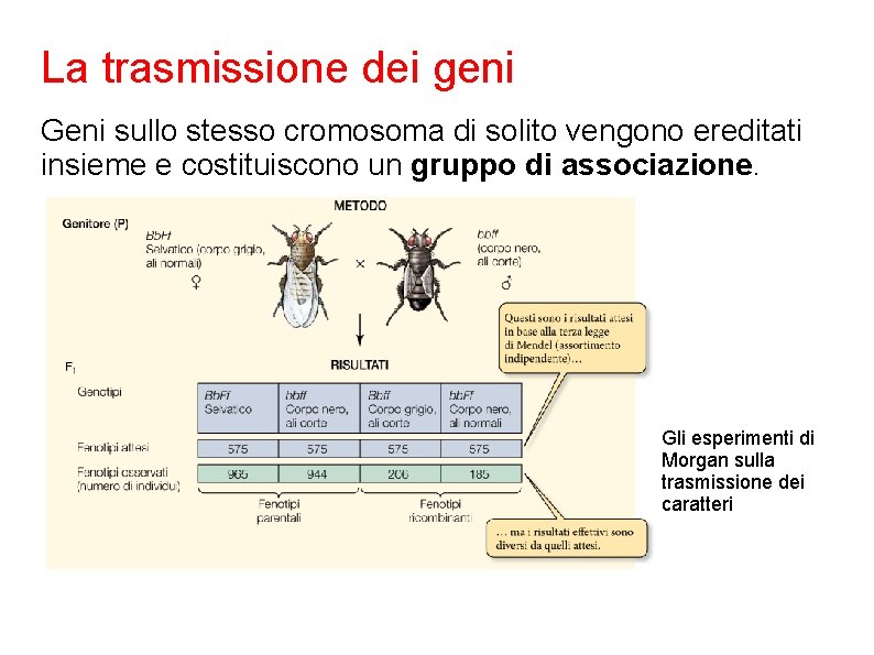 La trasmissione dei geni Geni sullo stesso cromosoma di solito vengono ereditati insieme e