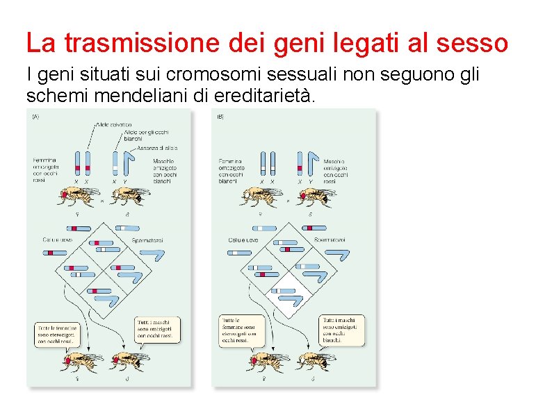 La trasmissione dei geni legati al sesso I geni situati sui cromosomi sessuali non