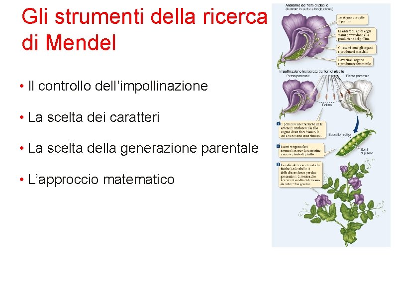 Gli strumenti della ricerca di Mendel • Il controllo dell’impollinazione • La scelta dei
