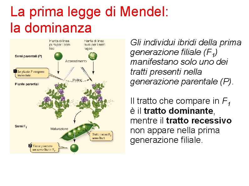 La prima legge di Mendel: la dominanza Gli individui ibridi della prima generazione filiale