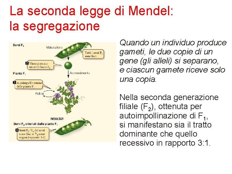 La seconda legge di Mendel: la segregazione Quando un individuo produce gameti, le due