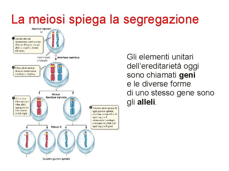La meiosi spiega la segregazione Gli elementi unitari dell’ereditarietà oggi sono chiamati geni e