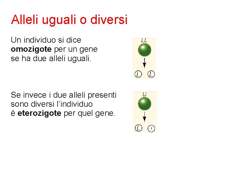 Alleli uguali o diversi Un individuo si dice omozigote per un gene se ha