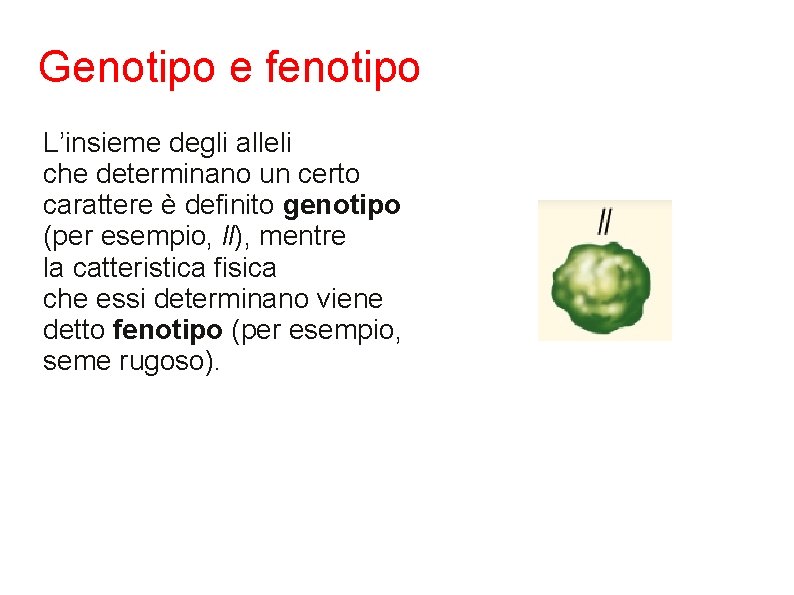 Genotipo e fenotipo L’insieme degli alleli che determinano un certo carattere è definito genotipo