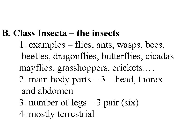B. Class Insecta – the insects 1. examples – flies, ants, wasps, beetles, dragonflies,