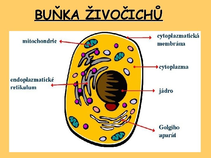 BUŇKA ŽIVOČICHŮ BUŇKA ŽIVOČICHŮ