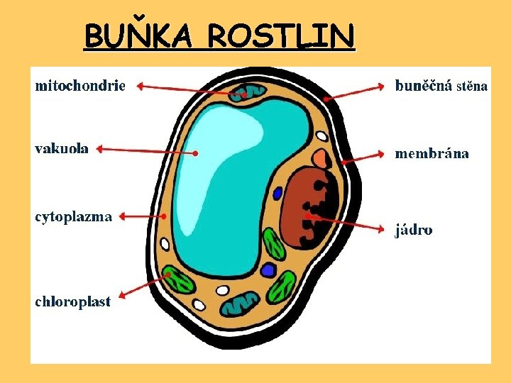 BUŇKA ROSTLIN 