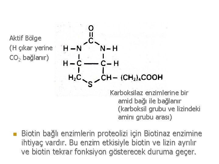 Aktif Bölge (H çıkar yerine CO 2 bağlanır) Karboksilaz enzimlerine bir amid bağı ile
