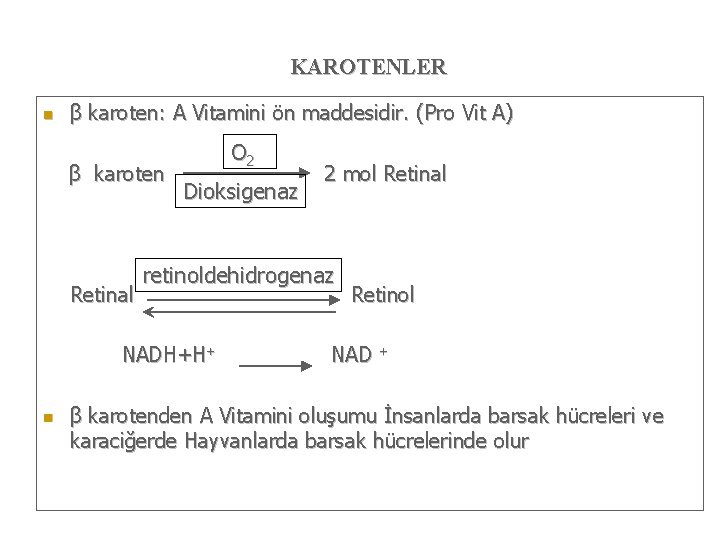 KAROTENLER n β karoten: A Vitamini ön maddesidir. (Pro Vit A) β karoten Retinal