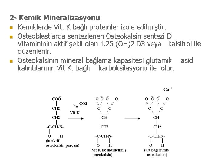 2 - Kemik Mineralizasyonu n Kemiklerde Vit. K bağlı proteinler izole edilmiştir. n Osteoblastlarda