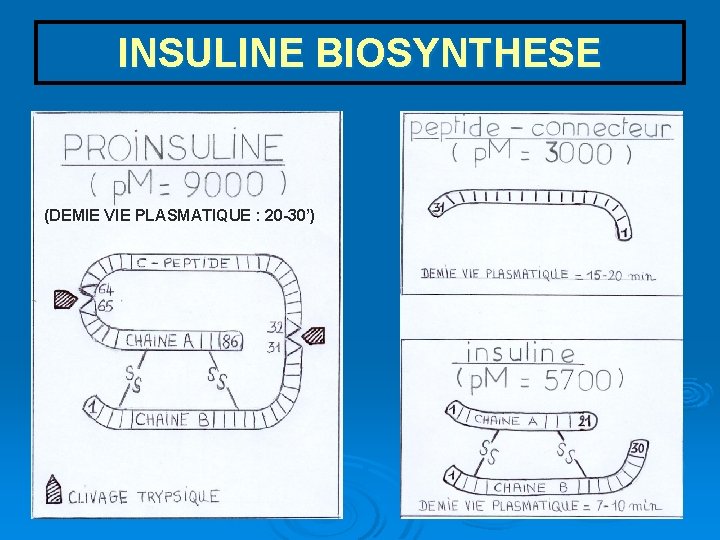 INSULINE BIOSYNTHESE (DEMIE VIE PLASMATIQUE : 20 -30’) 