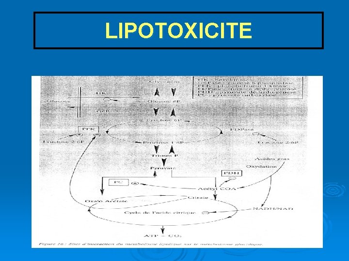 LIPOTOXICITE 