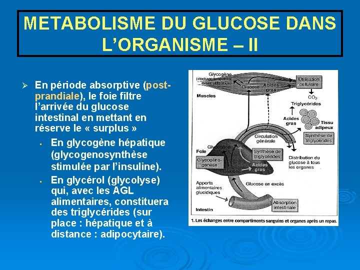 METABOLISME DU GLUCOSE DANS L’ORGANISME – II Ø En période absorptive (postprandiale), le foie