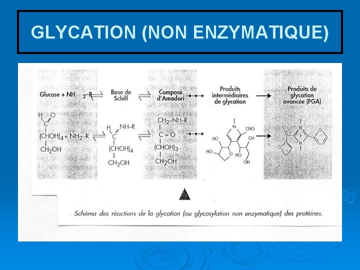 GLYCATION (NON ENZYMATIQUE) 