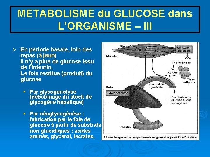 METABOLISME du GLUCOSE dans L’ORGANISME – III Ø En période basale, loin des repas