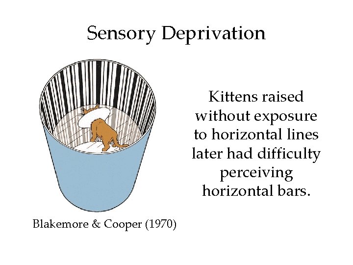 Sensory Deprivation Kittens raised without exposure to horizontal lines later had difficulty perceiving horizontal