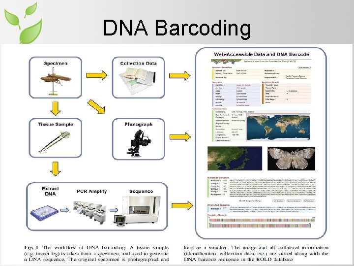 Prospects of Molecular Diagnostics of Insect Pest in