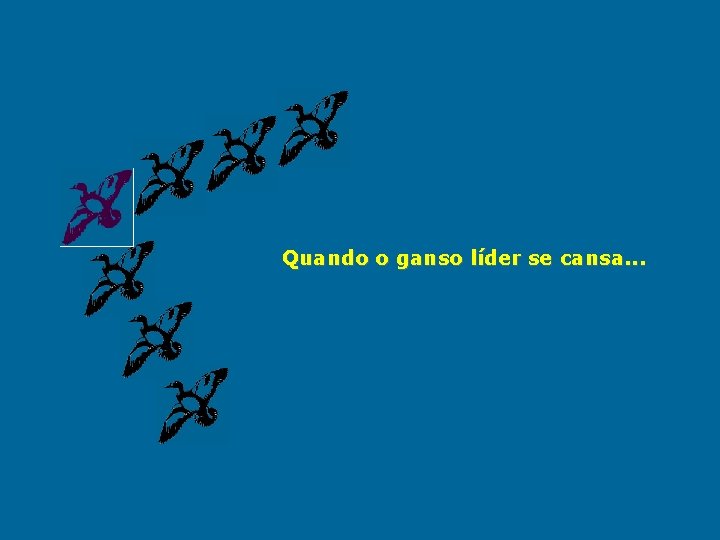 Quando o ganso líder se cansa. . . 