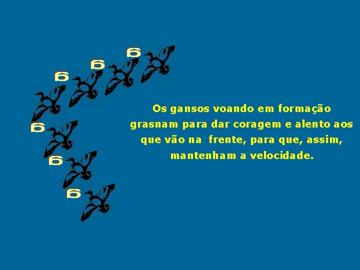 Os gansos voando em formação grasnam para dar coragem e alento aos que vão