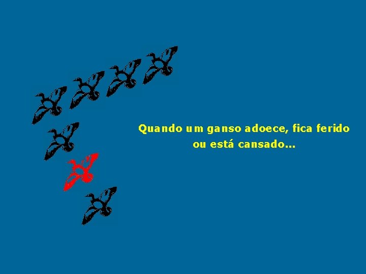 Quando um ganso adoece, fica ferido ou está cansado. . . 