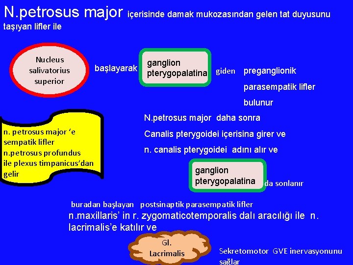 N. petrosus major içerisinde damak mukozasından gelen tat duyusunu taşıyan lifler ile Nucleus salivatorius