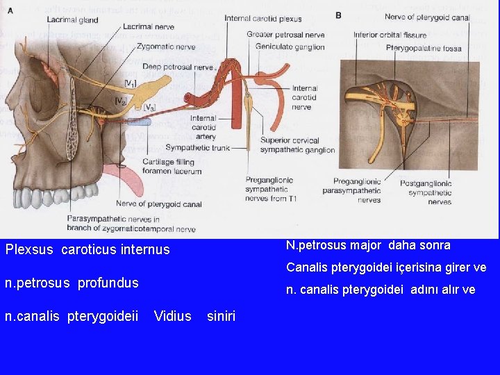 N. petrosus major daha sonra Plexsus caroticus internus Canalis pterygoidei içerisina girer ve n. N. petrosus major daha sonra Plexsus caroticus internus Canalis pterygoidei içerisina girer ve n.