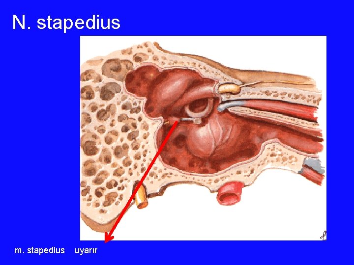 N. stapedius m. stapedius uyarır 