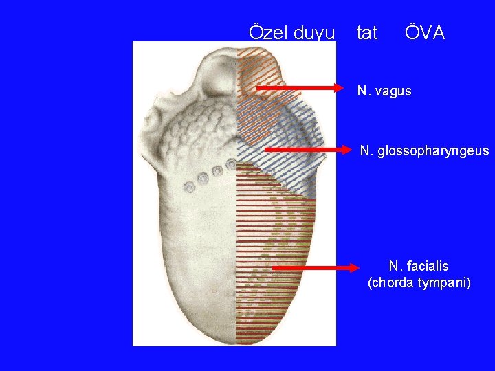 Özel duyu tat ÖVA N. vagus N. glossopharyngeus N. facialis (chorda tympani) 