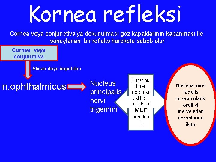 Kornea refleksi Cornea veya conjunctiva’ya dokunulması göz kapaklarının kapanması ile sonuçlanan bir refleks harekete