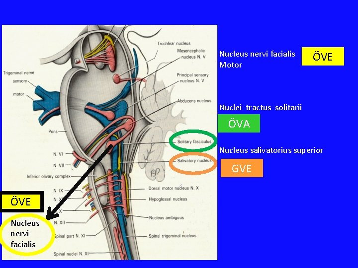 Nucleus nervi facialis Motor ÖVE Nuclei tractus solitarii ÖVA Nucleus salivatorius superior GVE ÖVE