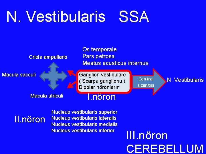 N. Vestibularis SSA Crista ampullaris Macula sacculi Ganglion vestibulare ( Scarpa ganglionu ) Bipolar