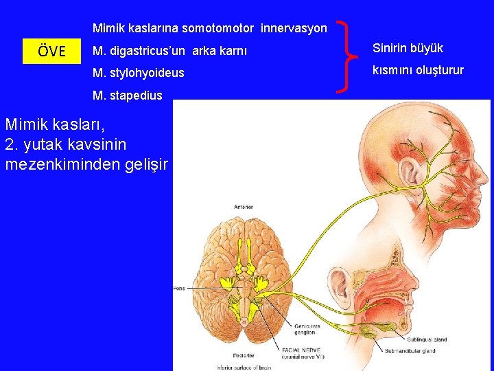 Mimik kaslarına somotor innervasyon ÖVE M. digastricus’un arka karnı Sinirin büyük M. stylohyoideus kısmını