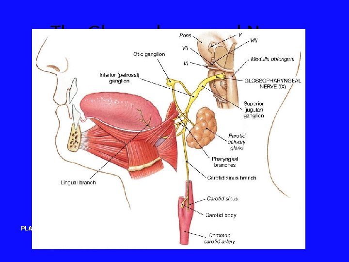 The Glossopharyngeal Nerve PLAY 