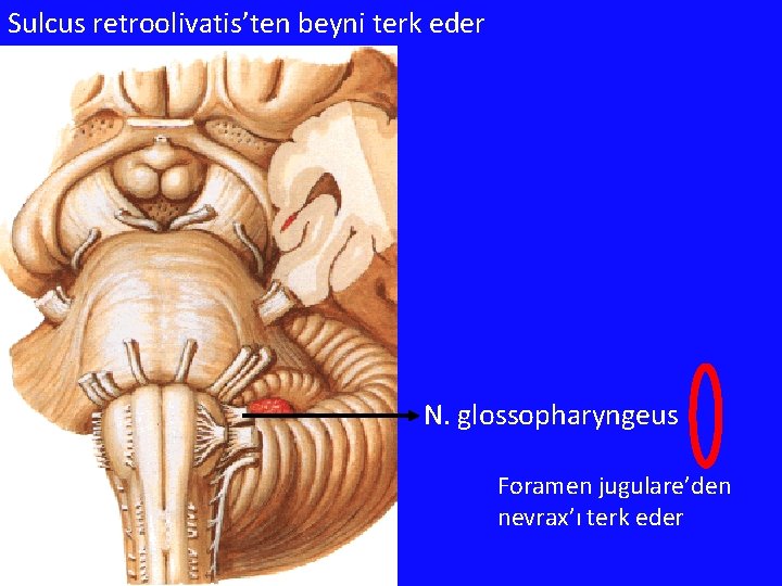 Sulcus retroolivatis’ten beyni terk eder N. glossopharyngeus Foramen jugulare’den nevrax’ı terk eder 