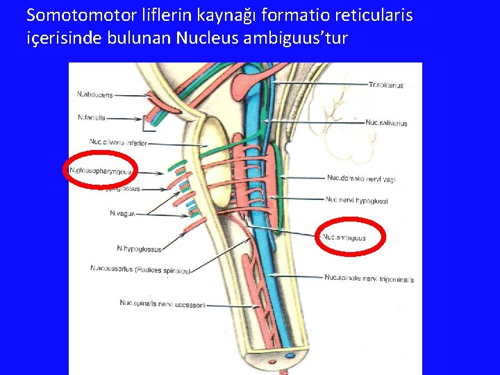 Somotor liflerin kaynağı formatio reticularis içerisinde bulunan Nucleus ambiguus’tur 