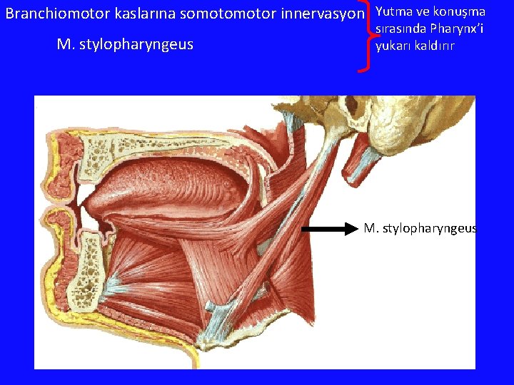 Branchiomotor kaslarına somotor innervasyon Yutma ve konuşma M. stylopharyngeus sırasında Pharynx’i yukarı kaldırır M. Branchiomotor kaslarına somotor innervasyon Yutma ve konuşma M. stylopharyngeus sırasında Pharynx’i yukarı kaldırır M.