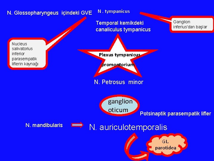 N. Glossopharyngeus içindeki GVE N. tympanicus Ganglion inferius‘dan başlar Temporal kemikdeki canaliculus tympanicus Nucleus