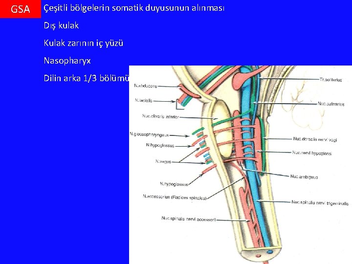 GSA Çeşitli bölgelerin somatik duyusunun alınması Dış kulak Kulak zarının iç yüzü Nasopharyx Dilin