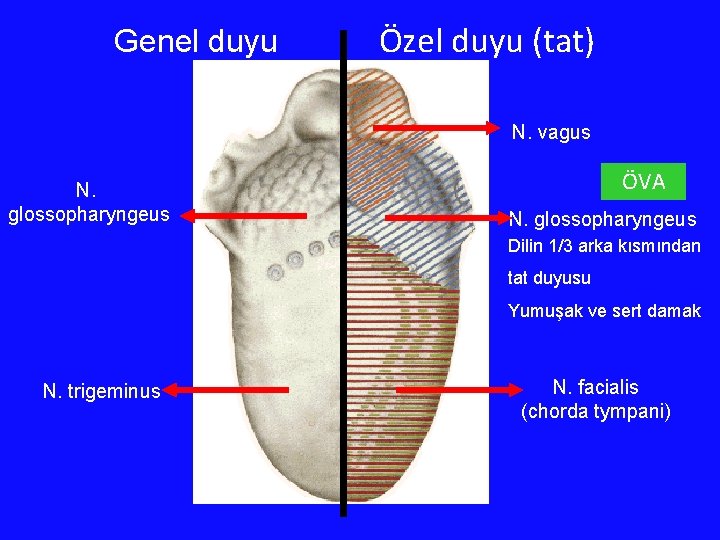 Genel duyu Özel duyu (tat) N. vagus N. glossopharyngeus ÖVA N. glossopharyngeus Dilin 1/3