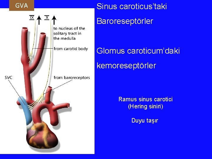 GVA Sinus caroticus’taki Baroreseptörler Glomus caroticum’daki kemoreseptörler Ramus sinus carotici (Hering siniri) Duyu taşır