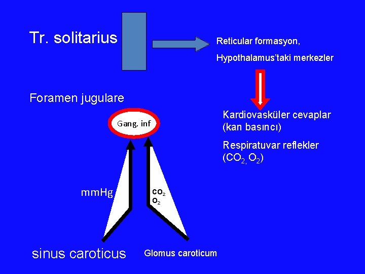 Tr. solitarius Reticular formasyon, Hypothalamus’taki merkezler Foramen jugulare Kardiovasküler cevaplar (kan basıncı) Gang. inf Tr. solitarius Reticular formasyon, Hypothalamus’taki merkezler Foramen jugulare Kardiovasküler cevaplar (kan basıncı) Gang. inf