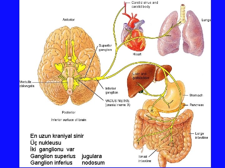 En uzun kraniyal sinir Üç nukleusu İki ganglionu var Ganglion superius jugulara Ganglion inferius