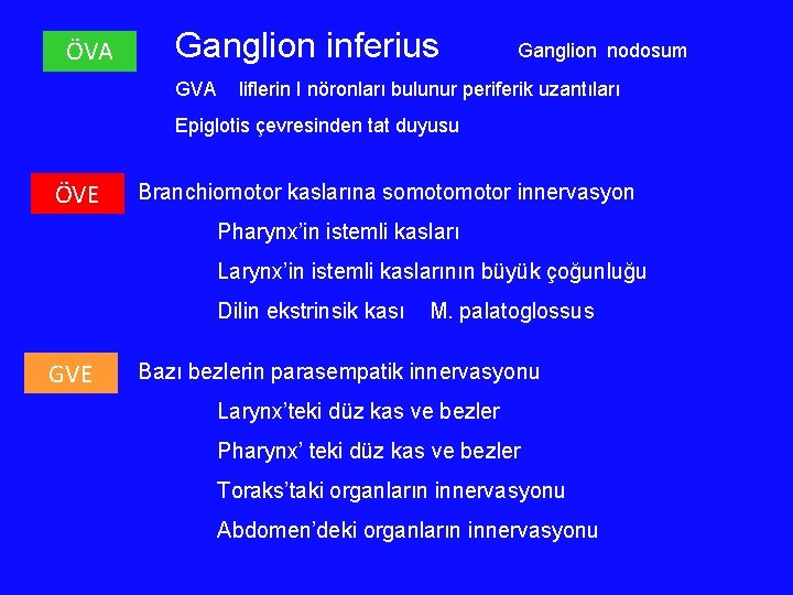 ÖVA Ganglion inferius GVA Ganglion nodosum liflerin I nöronları bulunur periferik uzantıları Epiglotis çevresinden