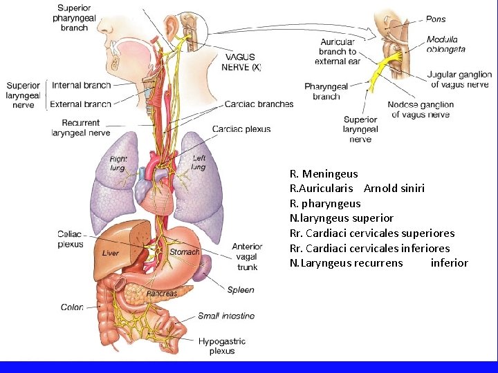 R. Meningeus R. Auricularis Arnold siniri R. pharyngeus N. laryngeus superior Rr. Cardiaci cervicales